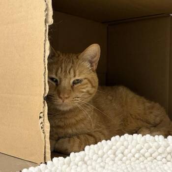 Ronnie -- Bonded Buddy With Genie -  Domestic Short Hair Cat for Adoption in Des Moines, Iowa - Ronnie -- Bonded Buddy With Genie | PetCurious