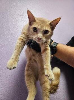 61755536 -  Domestic Short Hair Cat for Adoption in El Paso, Texas - 61755536 | PetCurious