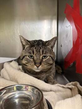 Domestic Short Hair Cats Available for Adoption - LARRY | PetCurious