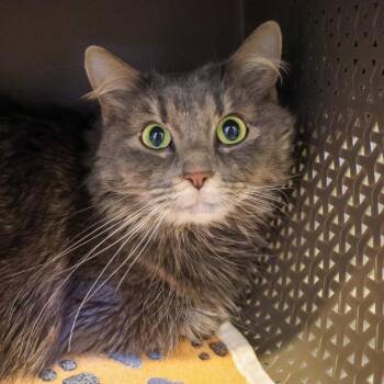 Domestic Long Hair Cats Available for Adoption - Suzette | PetCurious