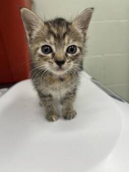 Patricia -  Domestic Short Hair Cat for Adoption in Gainesville, Florida - Patricia | PetCurious