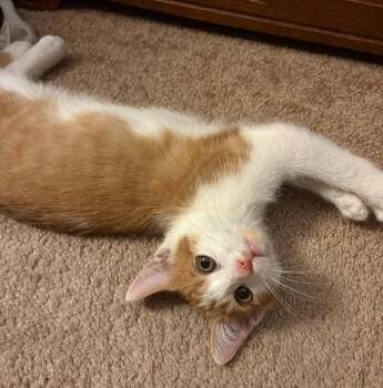 Domestic Short Hair Cats Available for Adoption in Minneapolis, Minnesota - Ryan | PetCurious