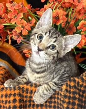 5/12/26 Jamie -  Domestic Short Hair Cat for Adoption in Stillwater, Oklahoma - 5/12/26 Jamie | PetCurious