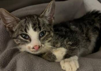 MR. T -  Domestic Short Hair Cat for Adoption in Elizabethton, Tennessee - MR. T | PetCurious