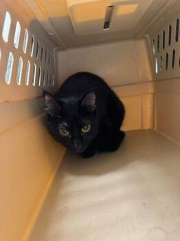 Panther -  Domestic Short Hair Cat for Adoption in Kansas City, Missouri - Panther | PetCurious