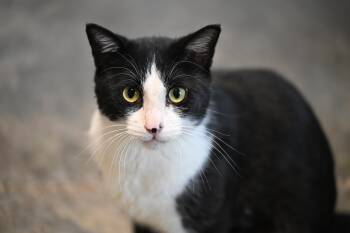 Rescue Domestic Short Hair Cats for Adoption - Ezra | PetCurious