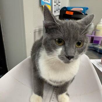 Wonder Woman -  Domestic Short Hair Cat for Adoption in Columbiana, Alabama - Wonder Woman | PetCurious