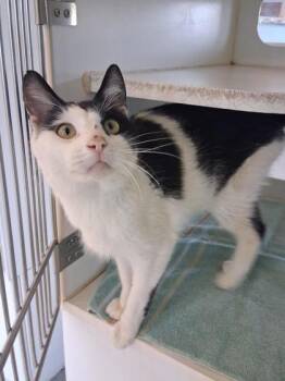 Domestic Short Hair Cats Available for Adoption - Zephyr | PetCurious