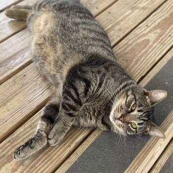 Marlin -  American Shorthair Cat Available for Adoption in Freeport, Florida - Marlin | PetCurious
