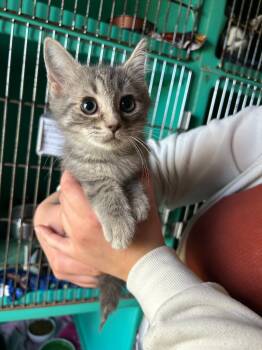 Rescue Domestic Short Hair Cats for Adoption in Pine Grove, Pennsylvania - Flora | PetCurious