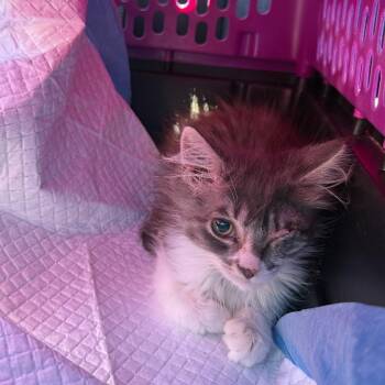 Bubbles -  Domestic Long Hair Cat for Adoption in Ferndale, Washington - Bubbles | PetCurious