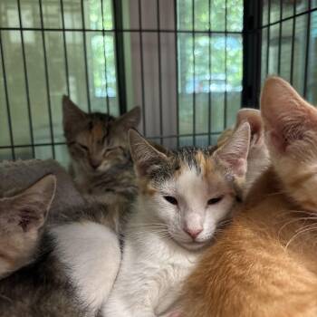 Chilli -  Domestic Short Hair Cat for Adoption in Charleston, South Carolina - Chilli | PetCurious