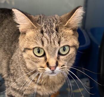 Rescue Domestic Short Hair Cats for Adoption in Sault Ste. Marie, Michigan - Phyllis | PetCurious