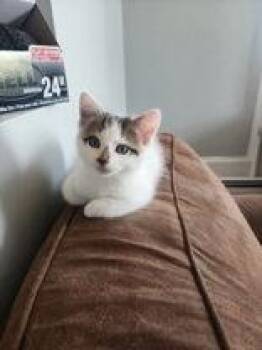 Solo -  Domestic Short Hair Cat for Adoption in Pickering, Ontario - Solo | PetCurious