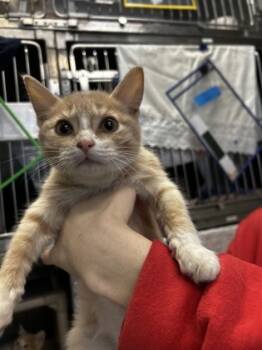 Rescue Domestic Short Hair Cats for Adoption in Morristown, New Jersey - Air | PetCurious