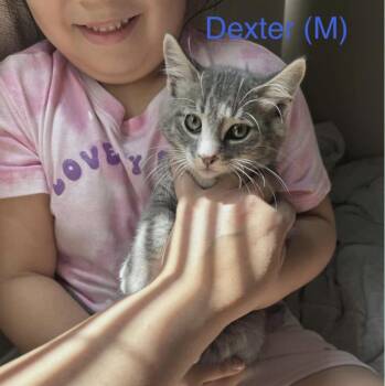 Dexter -  Domestic Short Hair Cat for Adoption in Larkfield-wikiup, California - Dexter | PetCurious
