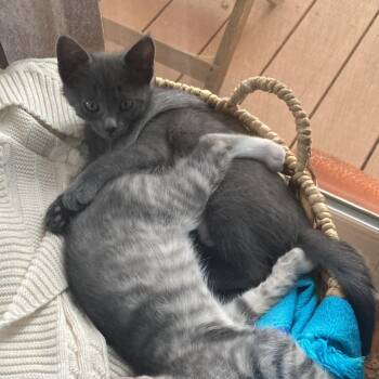 Lulu -  Domestic Short Hair Cat for Adoption in Santa Rosa, California - Lulu | PetCurious