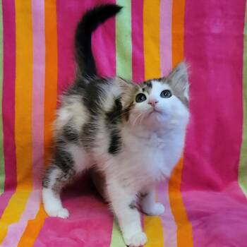 Coppertone -  Domestic Long Hair Cat for Adoption in La Grange, Kentucky - Coppertone | PetCurious