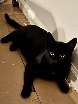 Rescue Domestic Short Hair Cats for Adoption in Norwalk, Connecticut - Elvis | PetCurious