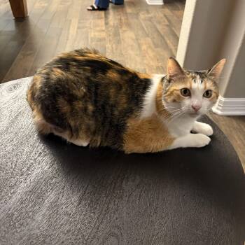 Rescue Calico Cats for Adoption in Liverpool, Texas - Lucy | PetCurious