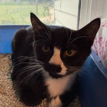 Spencer -  Domestic Short Hair Cat for Adoption in Calverton, New York - Spencer | PetCurious