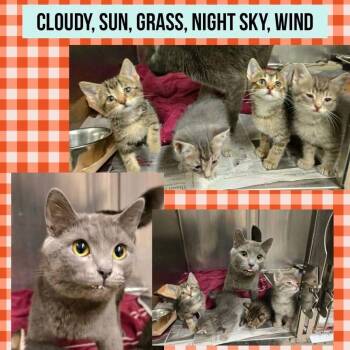 Apple Bloom -  Domestic Short Hair Cat for Adoption in Wheeling, Illinois - Apple Bloom | PetCurious