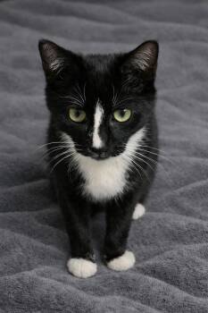 Mac -  Domestic Short Hair Cat for Adoption in Morganton, North Carolina - Mac | PetCurious