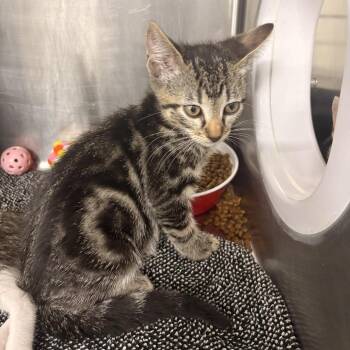 Finch -  Domestic Short Hair Cat for Adoption in Newark, New Jersey - Finch | PetCurious