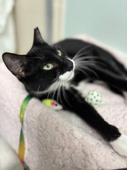 Rescue Tuxedo Cats for Adoption in Brooksville, Florida - Tuxie | PetCurious