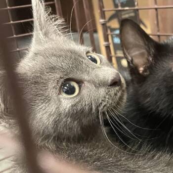 Sue -  Domestic Short Hair Cat for Adoption in Dickinson, Texas - Sue | PetCurious