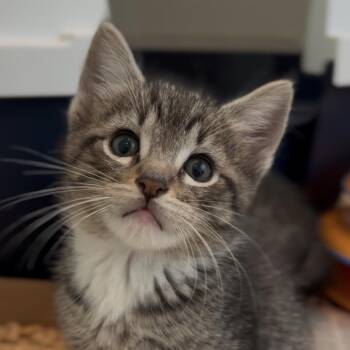 Luigi -  Domestic Short Hair Cat for Adoption in Tustin, California - Luigi | PetCurious