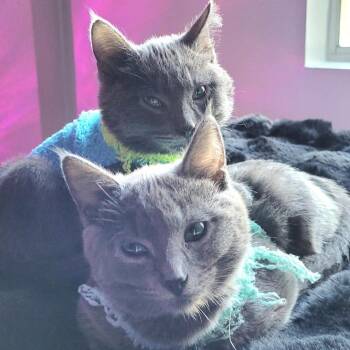 Josie -  Domestic Short Hair Cat for Adoption in Los Angeles, California - Josie | PetCurious