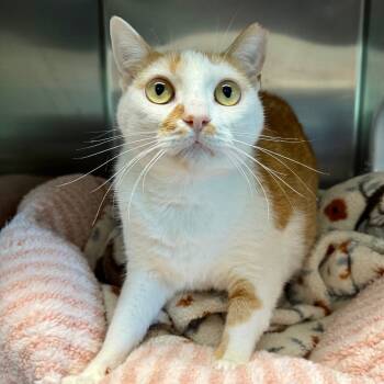 Rescue Domestic Short Hair Cats for Adoption in East Hampton, New York - Mango | PetCurious