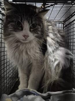 Domestic Long Hair Cats Available for Adoption - MUNEKITA | PetCurious