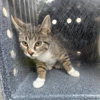 Pickels -  Domestic Short Hair Cat for Adoption in Greensboro, North Carolina - Pickels | PetCurious