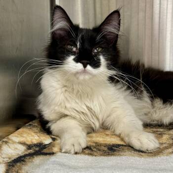 Smudge -  Domestic Medium Hair Cat for Adoption in Winchendon, Massachusetts - Smudge | PetCurious