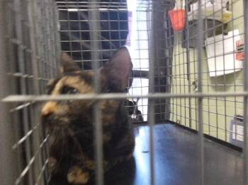 MULBERRY -  Domestic Short Hair Cat for Adoption in Tulsa, Oklahoma - MULBERRY | PetCurious