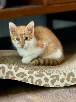 Domestic Short Hair Cats Available for Adoption in Minneapolis, Minnesota - Alice | PetCurious