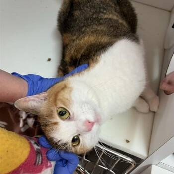 Domestic Short Hair Cats Available for Adoption - Arwen | PetCurious