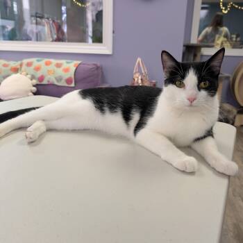 Rachel -  Tuxedo Cat for Adoption in Bonaire, Georgia - Rachel | PetCurious