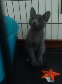 Rescue Russian Blue Cats for Adoption in San Antonio, Texas - BABY BLUE | PetCurious