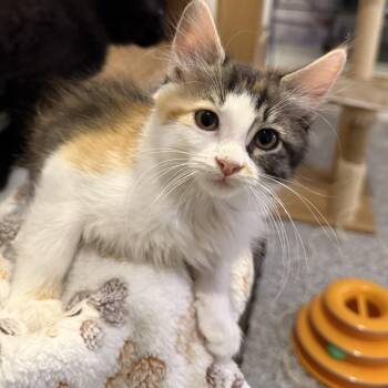 Luna -  Domestic Medium Hair Cat for Adoption in Austin, Texas - Luna | PetCurious