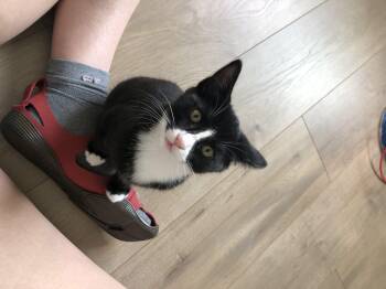 Flounder -  Domestic Short Hair Cat for Adoption in Courtenay, British Columbia - Flounder | PetCurious