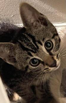 Skeeter -  Domestic Short Hair Cat for Adoption in Chicago, Illinois - Skeeter | PetCurious