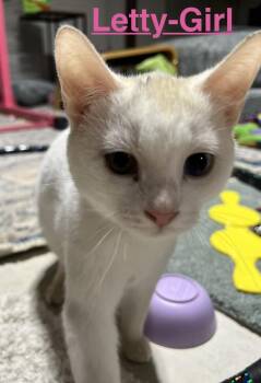 Domestic Short Hair Cats Available for Adoption in Telford, Pennsylvania - Letty (Snow White Litter) | PetCurious