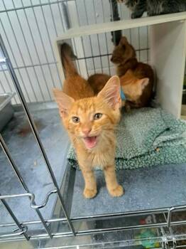 FANG -  Domestic Short Hair Cat for Adoption in Easton, Maryland - FANG | PetCurious