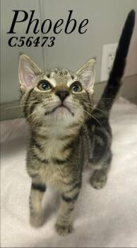 Phoebe -  Domestic Short Hair Cat for Adoption in Clarksville, Tennessee - Phoebe | PetCurious