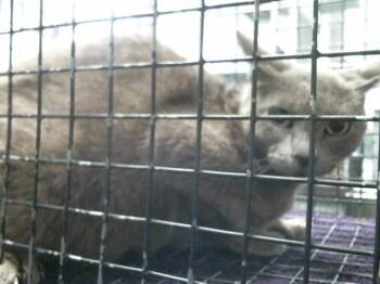 Domestic Short Hair Cats Available for Adoption in Houston, Texas - BRENDA | PetCurious