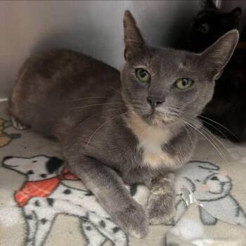 Bloomers -  Domestic Short Hair Cat for Adoption in Redwood City, California - Bloomers | PetCurious