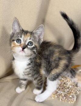 Brulee -  Domestic Short Hair Cat for Adoption in Minneapolis, Minnesota - Brulee | PetCurious